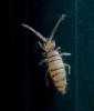 Entomobrya nigrocincta